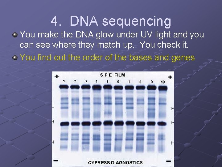 4. DNA sequencing You make the DNA glow under UV light and you can