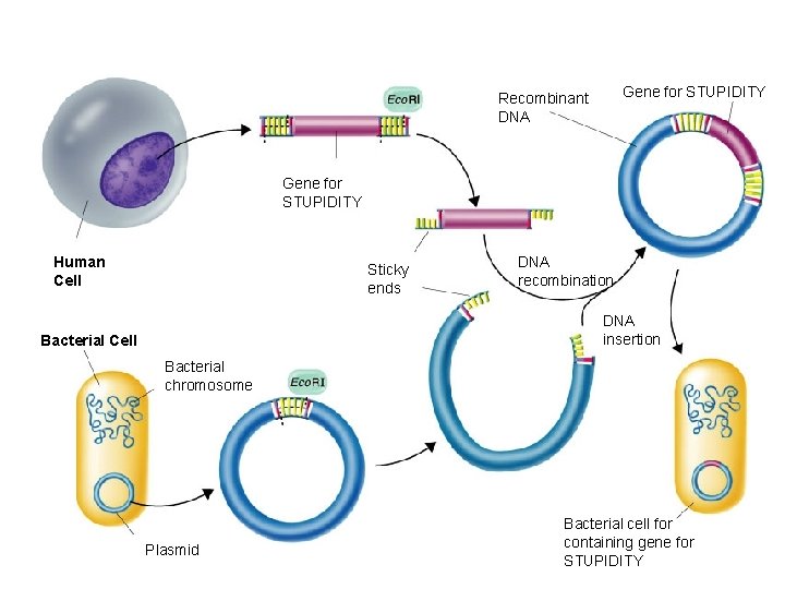 Gene for STUPIDITY Recombinant DNA Gene for STUPIDITY Human Cell Sticky ends DNA recombination