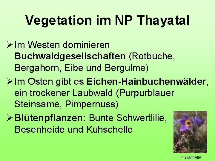 Vegetation im NP Thayatal Ø Im Westen dominieren Buchwaldgesellschaften (Rotbuche, Bergahorn, Eibe und Bergulme)