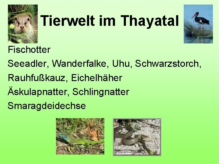 Tierwelt im Thayatal Fischotter Seeadler, Wanderfalke, Uhu, Schwarzstorch, Rauhfußkauz, Eichelhäher Äskulapnatter, Schlingnatter Smaragdeidechse 