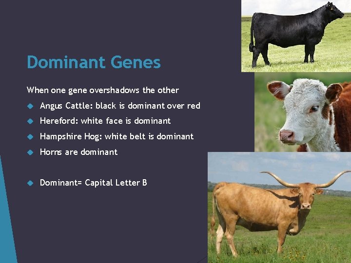 Dominant Genes When one gene overshadows the other Angus Cattle: black is dominant over