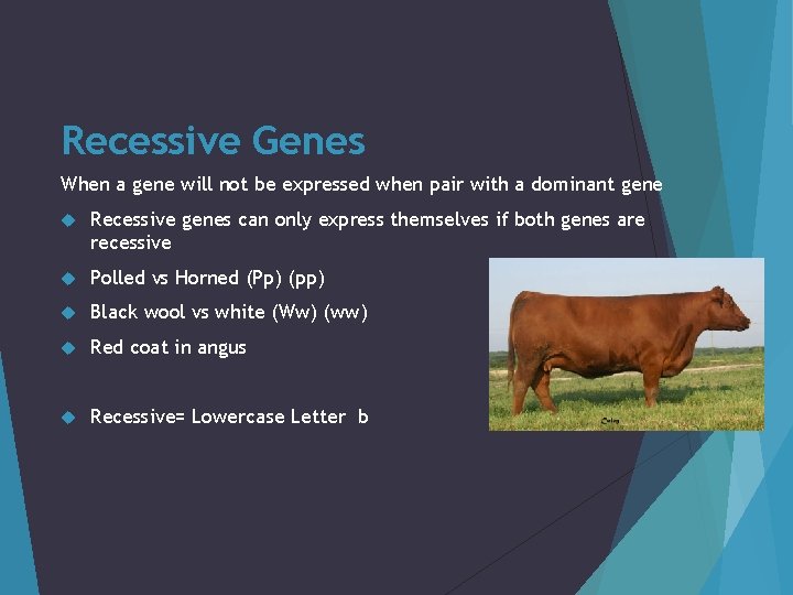 Recessive Genes When a gene will not be expressed when pair with a dominant