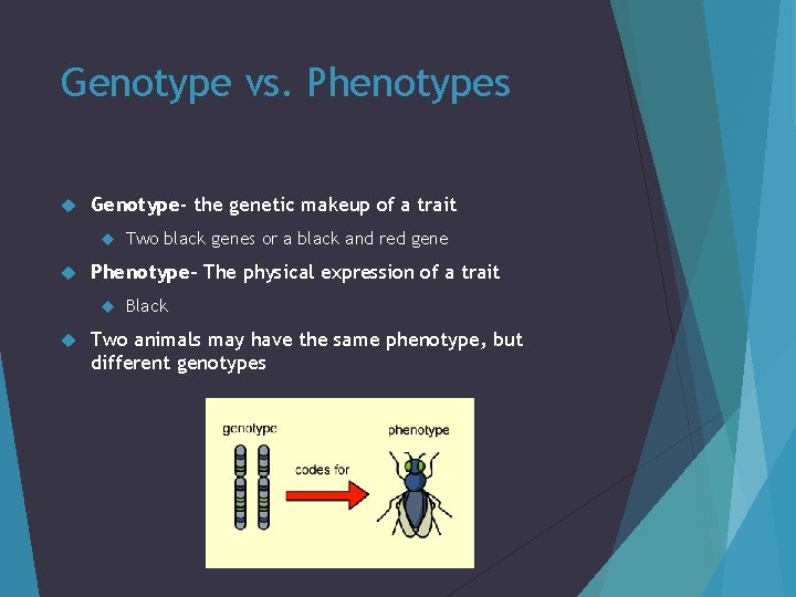 Genotype vs. Phenotypes Genotype- the genetic makeup of a trait Phenotype- The physical expression