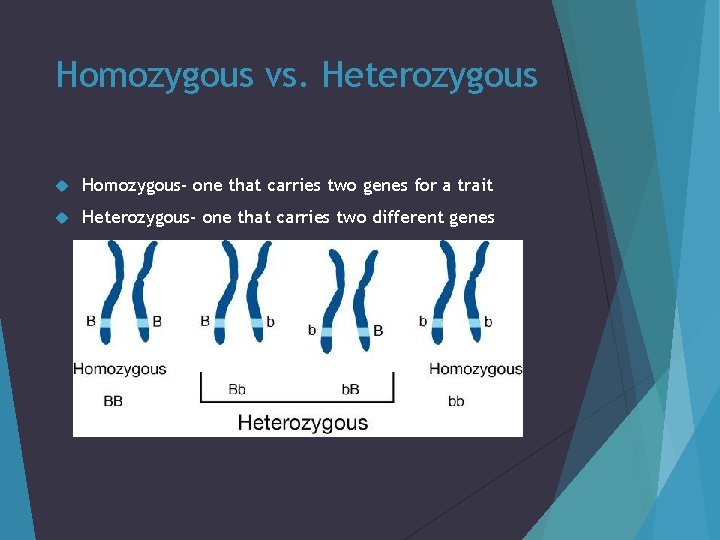 Homozygous vs. Heterozygous Homozygous- one that carries two genes for a trait Heterozygous- one