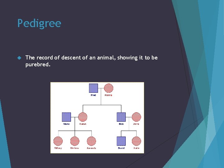 Pedigree The record of descent of an animal, showing it to be purebred. 