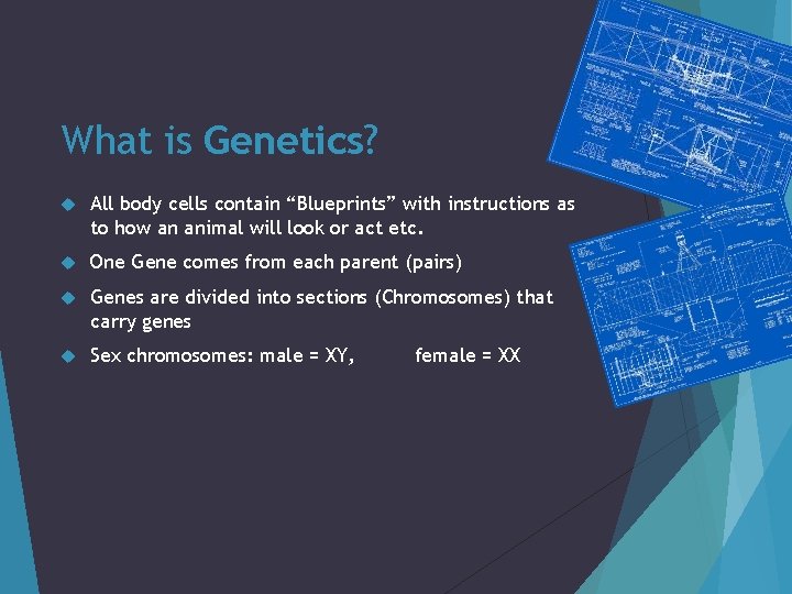 What is Genetics? All body cells contain “Blueprints” with instructions as to how an