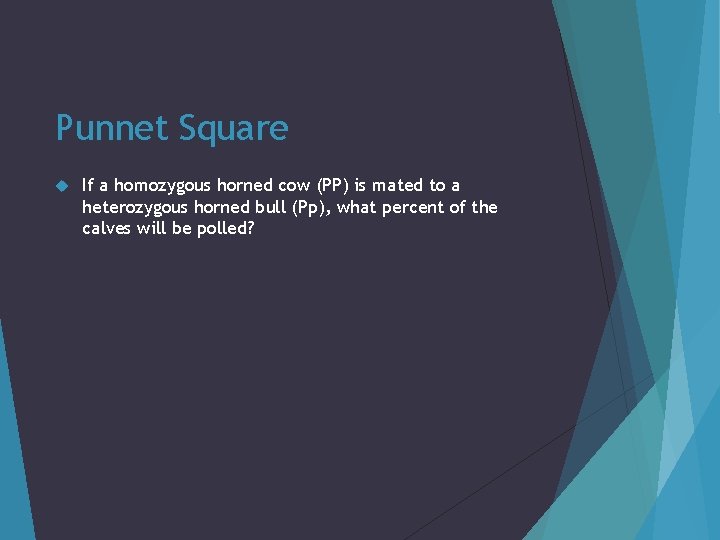 Punnet Square If a homozygous horned cow (PP) is mated to a heterozygous horned
