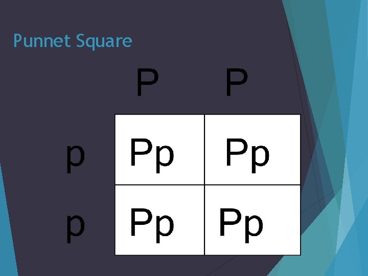 Punnet Square 