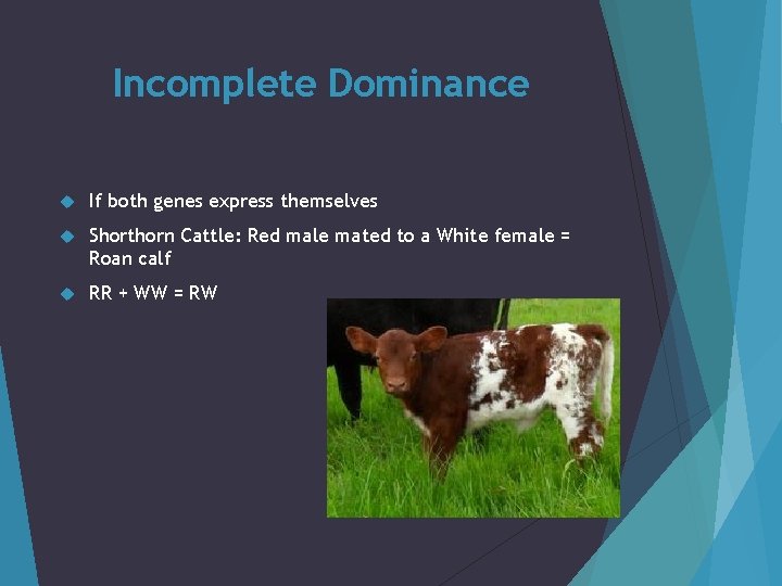 Incomplete Dominance If both genes express themselves Shorthorn Cattle: Red male mated to a