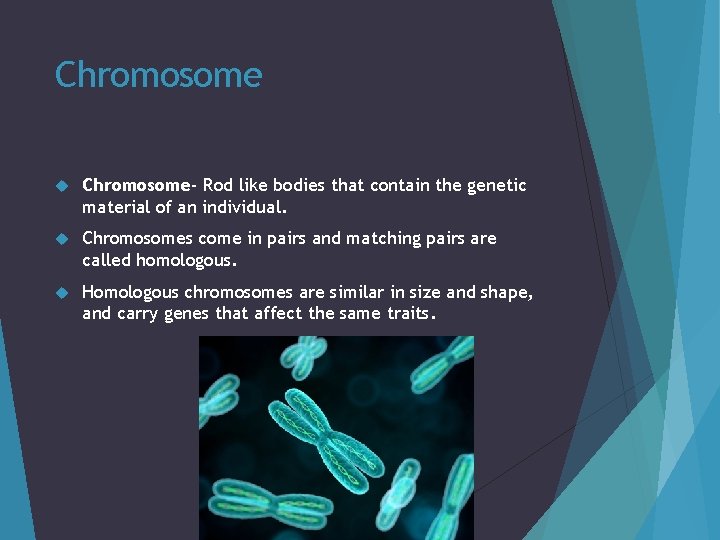 Chromosome Chromosome- Rod like bodies that contain the genetic material of an individual. Chromosomes