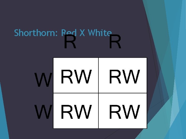 Shorthorn: Red X White 