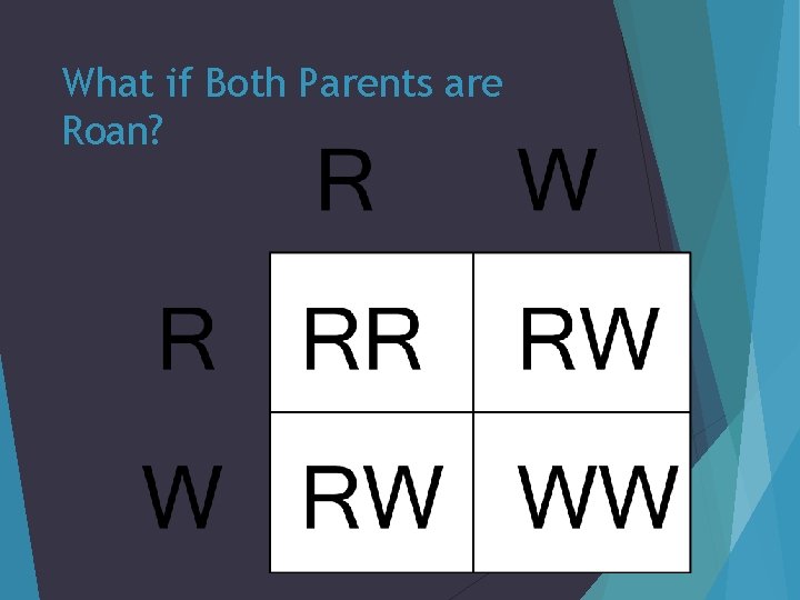 What if Both Parents are Roan? 