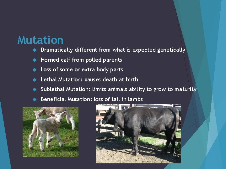 Mutation Dramatically different from what is expected genetically Horned calf from polled parents Loss