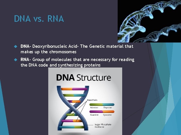 DNA vs. RNA DNA- Deoxyribonucleic Acid- The Genetic material that makes up the chromosomes