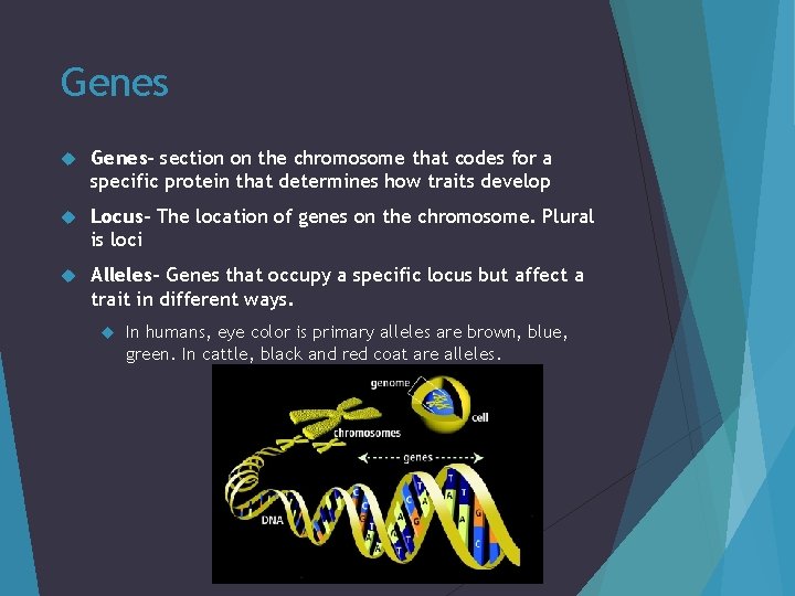 Genes Genes- section on the chromosome that codes for a specific protein that determines