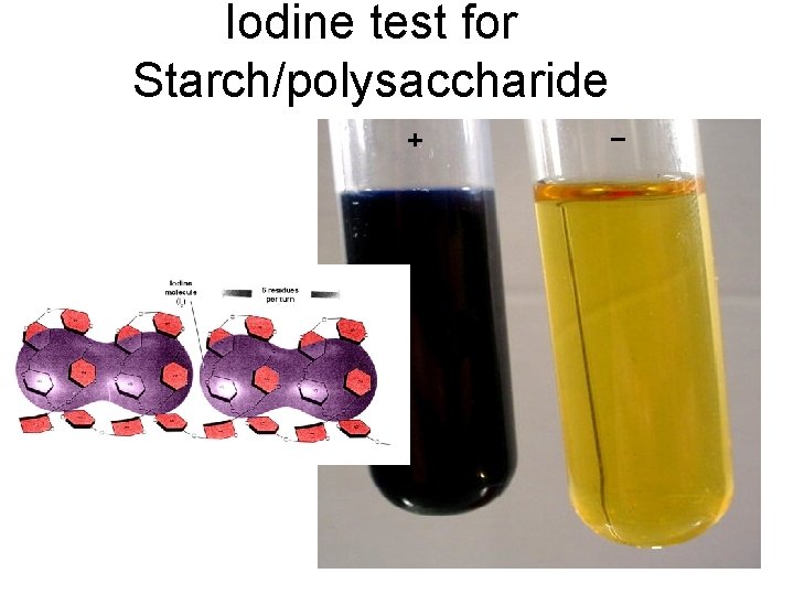 Iodine test for Starch/polysaccharide 