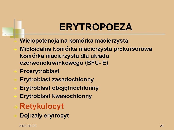 ERYTROPOEZA à Wielopotencjalna komórka macierzysta Mieloidalna komórka macierzysta prekursorowa komórka macierzysta dla układu czerwonokrwinkowego