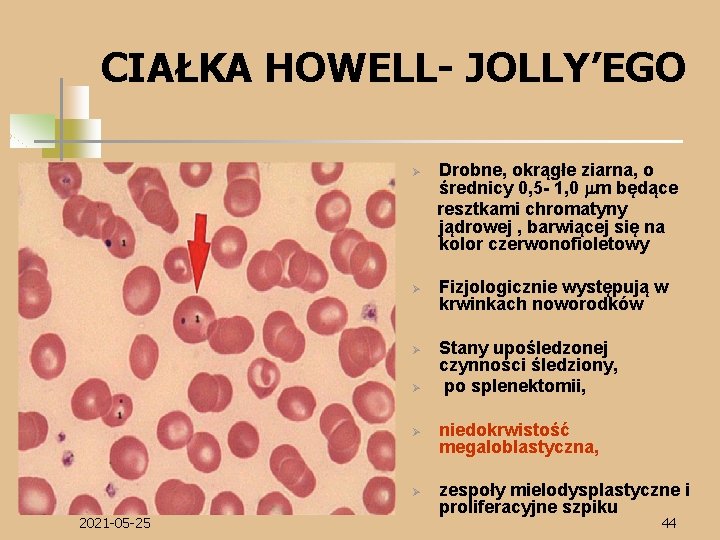 CIAŁKA HOWELL- JOLLY’EGO Ø Ø Ø 2021 -05 -25 Drobne, okrągłe ziarna, o średnicy