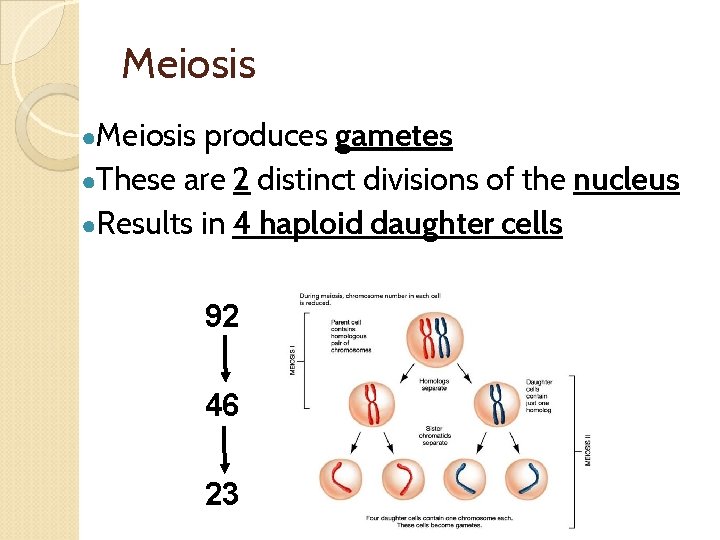 Meiosis ●Meiosis produces gametes ●These are 2 distinct divisions of the nucleus ●Results in