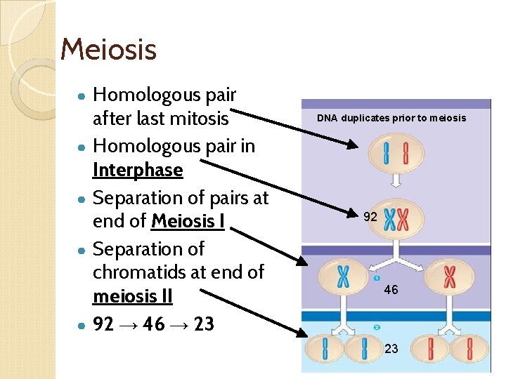 Meiosis ● ● ● Homologous pair after last mitosis Homologous pair in Interphase Separation