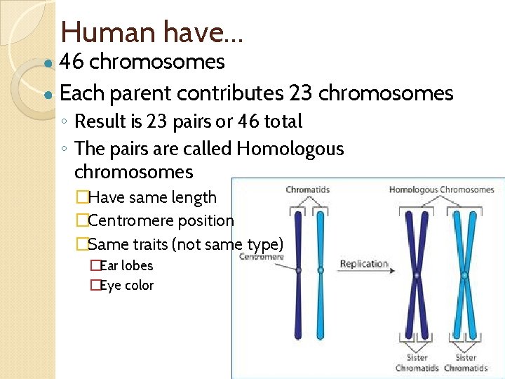 Human have… ● 46 chromosomes ● Each parent contributes 23 chromosomes ◦ Result is