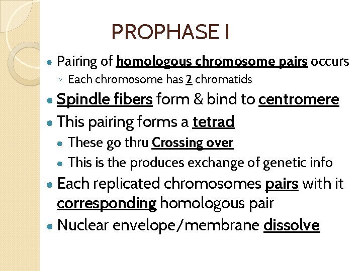 PROPHASE I ● Pairing of homologous chromosome pairs occurs ◦ Each chromosome has 2