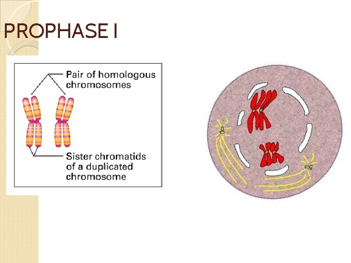 PROPHASE I 