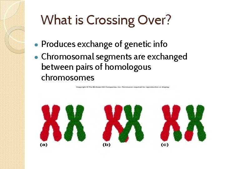 What is Crossing Over? Produces exchange of genetic info ● Chromosomal segments are exchanged