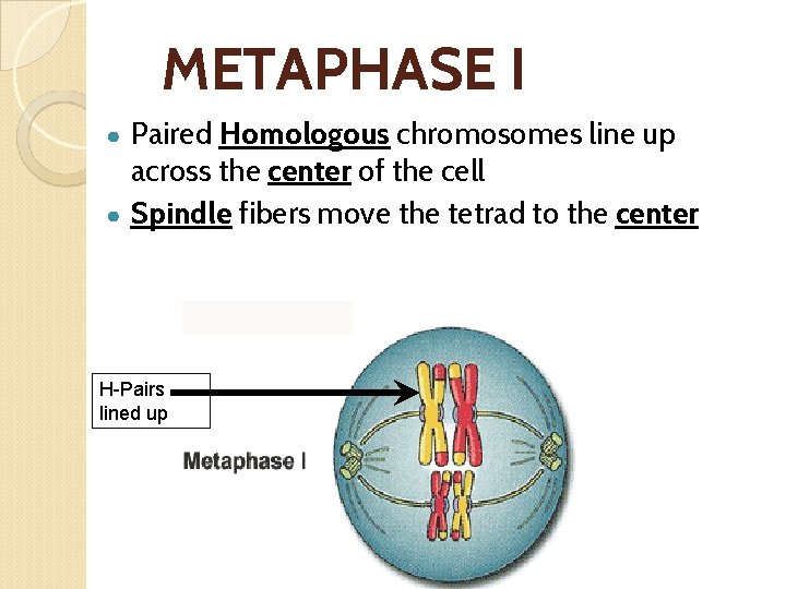 METAPHASE I Paired Homologous chromosomes line up across the center of the cell ●