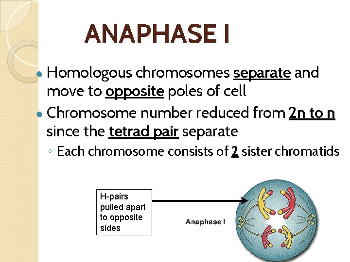 ANAPHASE I ● Homologous chromosomes separate and move to opposite poles of cell ●