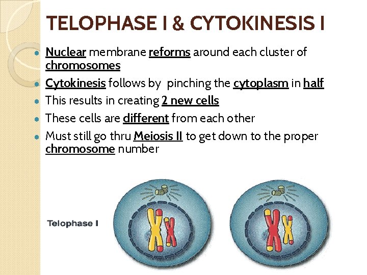 TELOPHASE I & CYTOKINESIS I ● ● ● Nuclear membrane reforms around each cluster