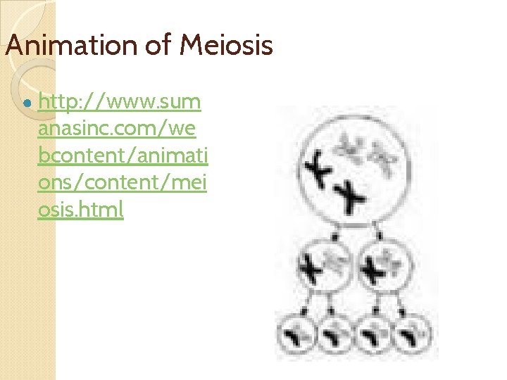 Animation of Meiosis ● http: //www. sum anasinc. com/we bcontent/animati ons/content/mei osis. html 