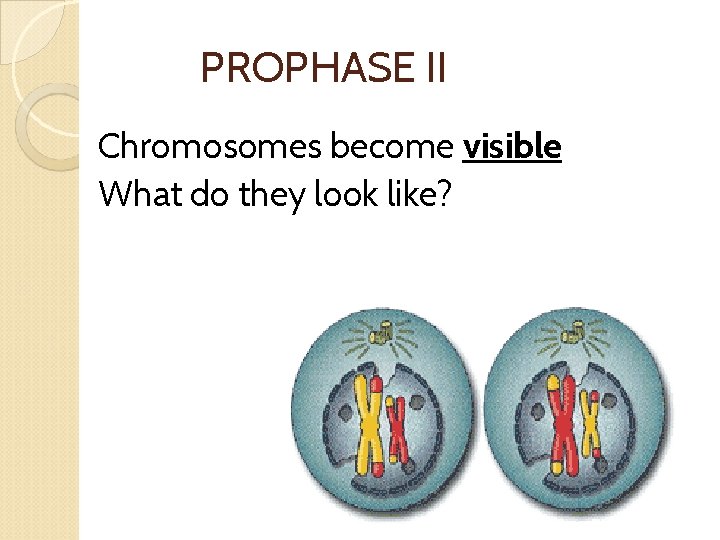 PROPHASE II Chromosomes become visible What do they look like? 