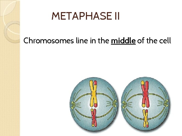 METAPHASE II Chromosomes line in the middle of the cell 