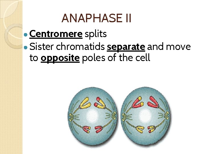 ANAPHASE II ● Centromere splits ● Sister chromatids separate and move to opposite poles