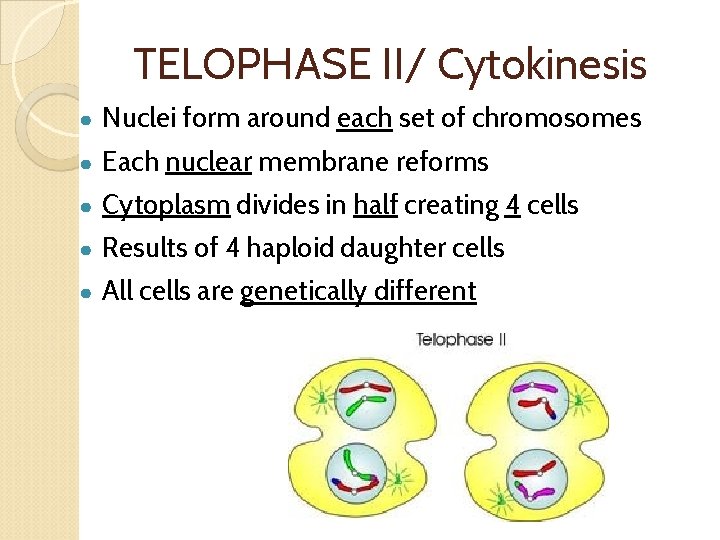 TELOPHASE II/ Cytokinesis ● Nuclei form around each set of chromosomes ● Each nuclear