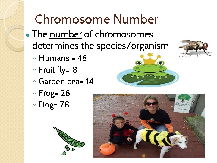 Chromosome Number ● The number of chromosomes determines the species/organism ◦ ◦ ◦ Humans
