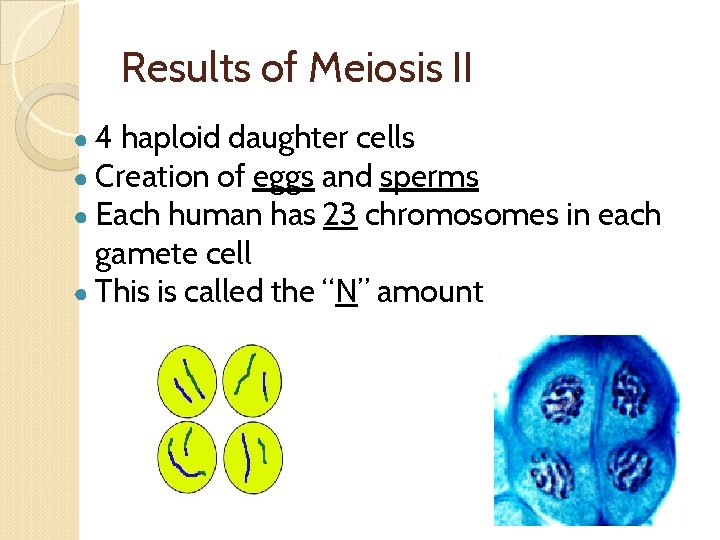 Results of Meiosis II ● 4 haploid daughter cells ● Creation of eggs and