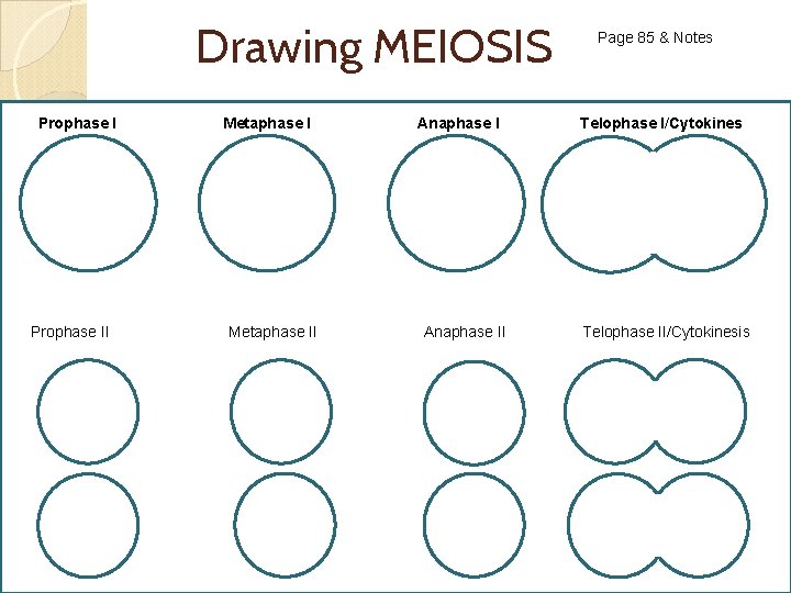 Drawing MEIOSIS Prophase II Metaphase II Anaphase II Page 85 & Notes Telophase I/Cytokines