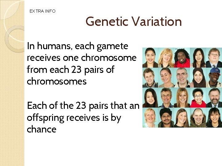 EXTRA INFO Genetic Variation In humans, each gamete receives one chromosome from each 23