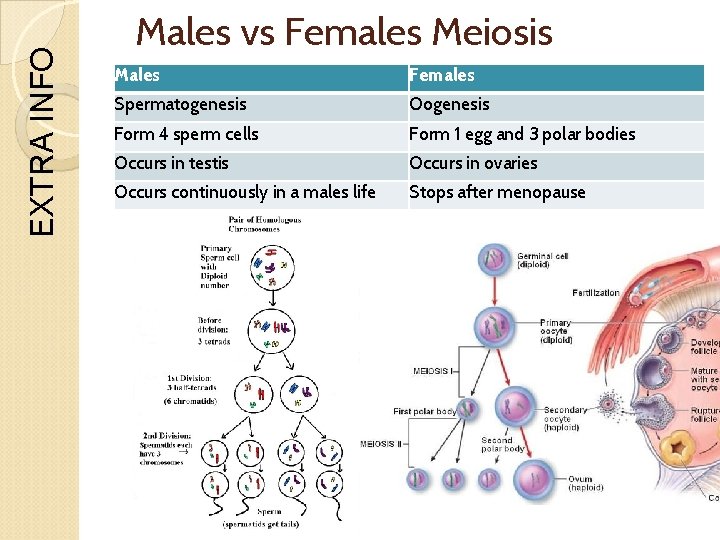 EXTRA INFO Males vs Females Meiosis Males Females Spermatogenesis Oogenesis Form 4 sperm cells