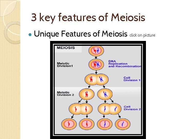 3 key features of Meiosis ● Unique Features of Meiosis click on picture 