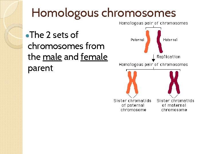 Homologous chromosomes ●The 2 sets of chromosomes from the male and female parent 