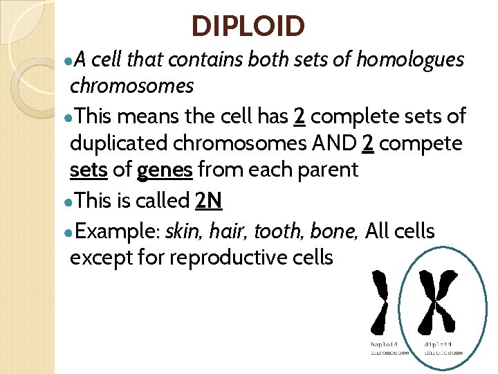 DIPLOID ●A cell that contains both sets of homologues chromosomes ●This means the cell