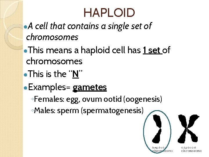 HAPLOID ●A cell that contains a single set of chromosomes ●This means a haploid