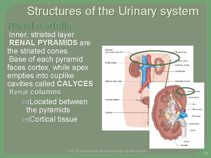 Structures of the Urinary system Renal medulla Inner, striated layer RENAL PYRAMIDS are the