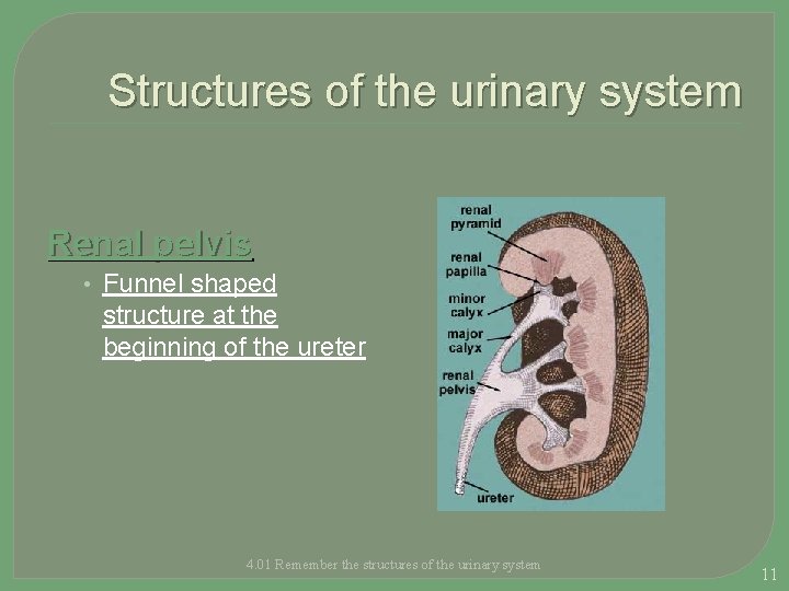 Structures of the urinary system Renal pelvis • Funnel shaped structure at the beginning