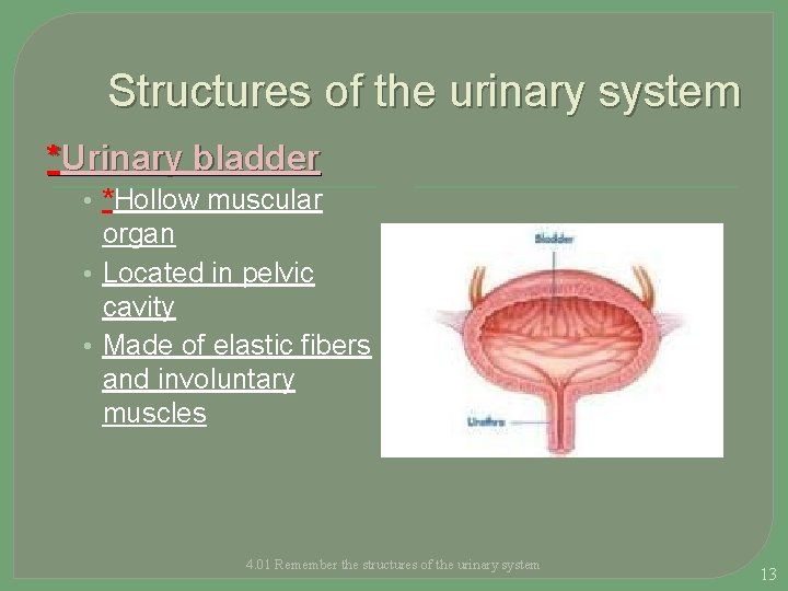 Structures of the urinary system *Urinary bladder • *Hollow muscular organ • Located in
