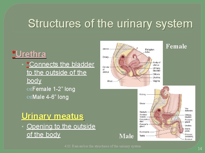Structures of the urinary system Female *Urethra • *Connects the bladder to the outside