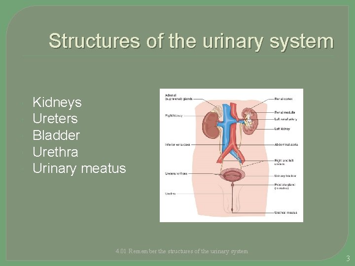 Structures of the urinary system Kidneys Ureters Bladder Urethra Urinary meatus 4. 01 Remember